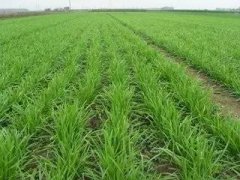 股西部矿业1.923亿股的全数投资成本只要9610万元